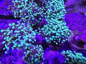 Korallen Anemonen Ableger Nachzuchten Meerwasser Starterpakete Mengenrabatt Bild 8