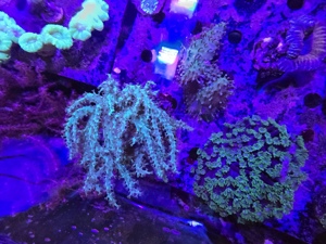 Korallen Anemonen Ableger Nachzuchten Meerwasser Starterpakete Mengenrabatt Bild 7