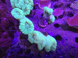 Korallen Anemonen Ableger Nachzuchten Meerwasser Starterpakete Mengenrabatt Bild 4