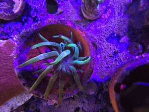 Korallen Anemonen Ableger Nachzuchten Meerwasser Starterpakete Mengenrabatt Bild 5