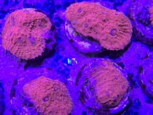 Korallen Anemonen Ableger Nachzuchten Meerwasser Starterpakete Mengenrabatt Bild 2
