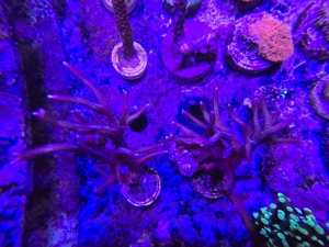 Korallen Anemonen Ableger Nachzuchten Meerwasser Starterpakete Mengenrabatt Bild 6