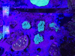 Korallen Anemonen Ableger Nachzuchten Meerwasser Starterpakete Mengenrabatt Bild 9