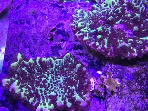 Korallen Anemonen Ableger Nachzuchten Meerwasser Starterpakete Mengenrabatt Bild 3