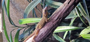 Anolis ferreus 