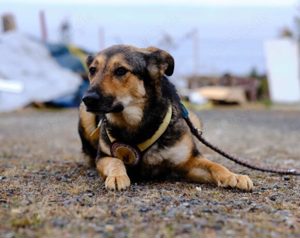 Adopt, don t shop. Mila wartet sehnsüchtig auf ihre Familie.