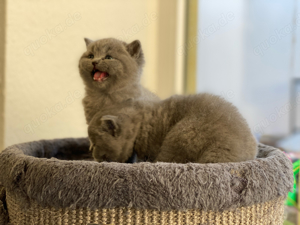 BKH Kitten zuckersüss 