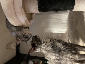 Maine Coon Kätzchen mit Stammbaum