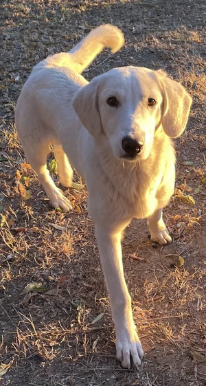 Julius, geb. ca.03 2024, lebt in GRIECHENLAND,auf einer privaten Pflegestelle Bild 4