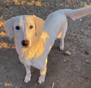 Julius, geb. ca.03 2024, lebt in GRIECHENLAND,auf einer privaten Pflegestelle Bild 5