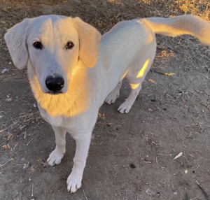 Julius, geb. ca.03 2024, lebt in GRIECHENLAND,auf einer privaten Pflegestelle Bild 9