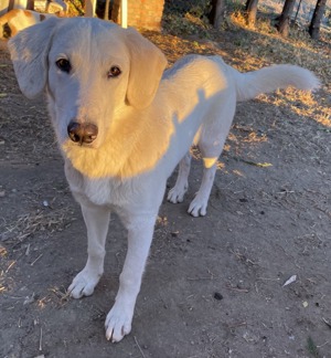 Julius, geb. ca.03 2024, lebt in GRIECHENLAND,auf einer privaten Pflegestelle Bild 10