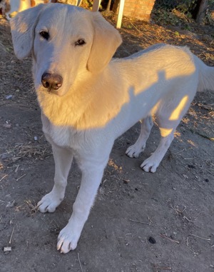 Julius, geb. ca.03 2024, lebt in GRIECHENLAND,auf einer privaten Pflegestelle Bild 7