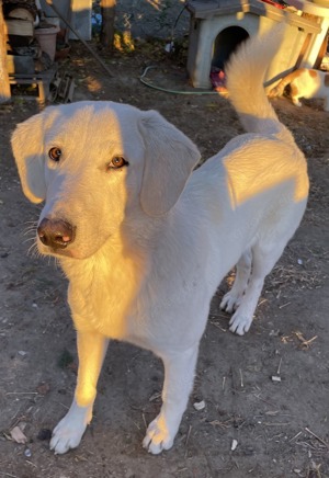 Julius, geb. ca.03 2024, lebt in GRIECHENLAND,auf einer privaten Pflegestelle Bild 2