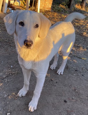 Julius, geb. ca.03 2024, lebt in GRIECHENLAND,auf einer privaten Pflegestelle Bild 6