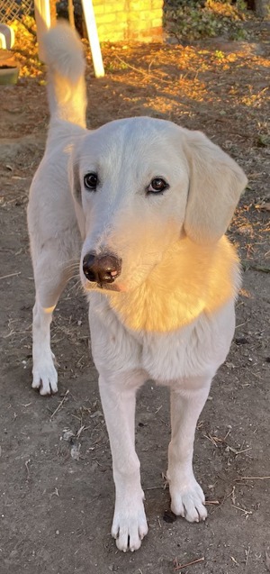 Julius, geb. ca.03 2024, lebt in GRIECHENLAND,auf einer privaten Pflegestelle Bild 3