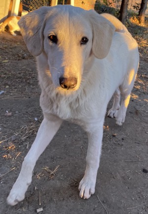 Julius, geb. ca.03 2024, lebt in GRIECHENLAND,auf einer privaten Pflegestelle Bild 8