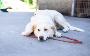 wunderschöne ANWEN sucht ein Zuhause