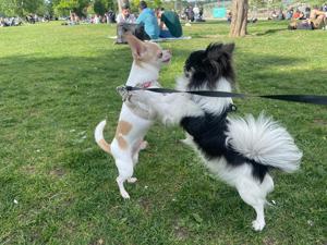 Chihuahua Deckrüde (nicht zum verkauft) 