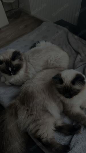 Ragdoll Mädchen