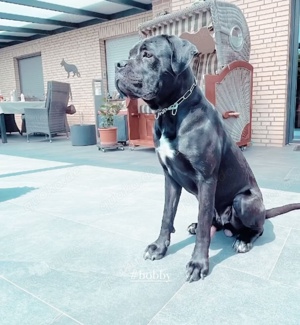 Cane Corso italiano 
