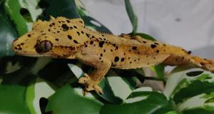 Proven Male Super Dalmatian Crested Gecko - Kronengecko - Correlophus ciliatus