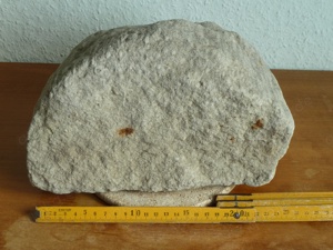 Versteinerte Koralle Fossilie Versteinerung Stein Natur unbearbeitet alt Bild 3