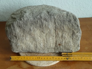Versteinerte Koralle Fossilie Versteinerung Stein Natur unbearbeitet alt Bild 4
