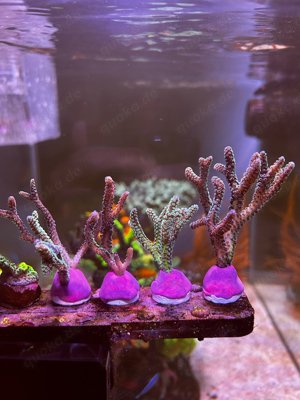 Korallenableger günstig abzugeben Bild 2