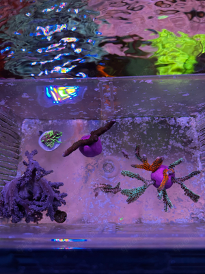 Korallenableger günstig abzugeben Bild 8