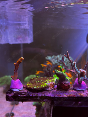 Korallenableger günstig abzugeben Bild 9