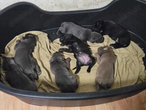 Blaue cane corso welpen