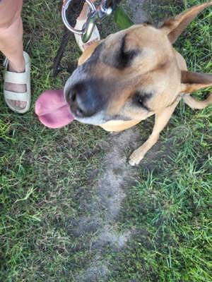Jürgen, PS in Ungarn, ist ein aktiver, loyaler und kluger Schäferhund-Mix Bild 9
