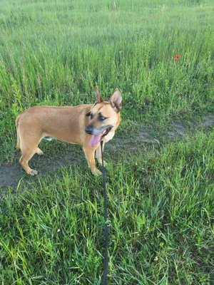 Jürgen, PS in Ungarn, ist ein aktiver, loyaler und kluger Schäferhund-Mix Bild 7