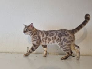 bengal deckkater bluemink silver mit Stammbaum 