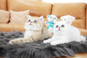 BKH Kitten Reinrassig mit Stammbaum