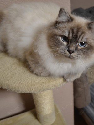 Deckkater Birma Bild 3