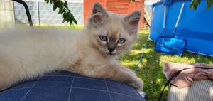 Deckkater Birma Bild 5