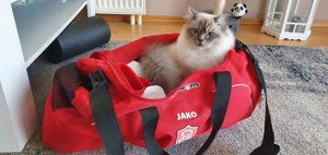Deckkater Birma Bild 2
