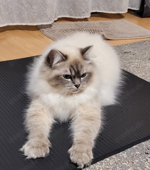 Deckkater Birma Bild 4