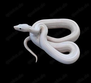 1,0 Super Fire  Boa constrictor  Bild 5