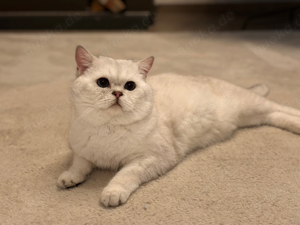 Britisch Kurzhaar BKH Deckkater Black Silver Shaded Point Bild 7