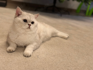 Britisch Kurzhaar BKH Deckkater Black Silver Shaded Point Bild 3