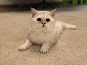 Britisch Kurzhaar BKH Deckkater Black Silver Shaded Point Bild 2