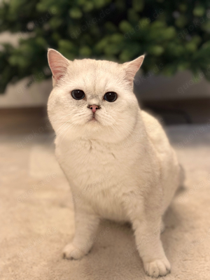 Britisch Kurzhaar BKH Deckkater Black Silver Shaded Point Bild 4