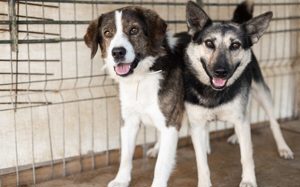 Dita sucht einfühlsame Menschen Bild 2