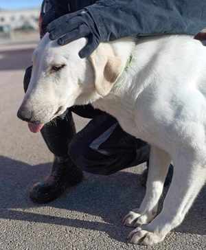 Vanilla Mischling Hündin groß sucht Zuhause oder Pflegestelle Bild 5