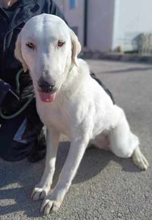 Vanilla Mischling Hündin groß sucht Zuhause oder Pflegestelle Bild 4