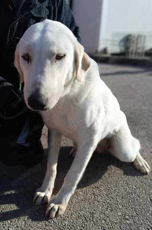 Vanilla Mischling Hündin groß sucht Zuhause oder Pflegestelle Bild 3