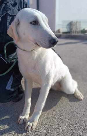 Vanilla Mischling Hündin groß sucht Zuhause oder Pflegestelle Bild 2